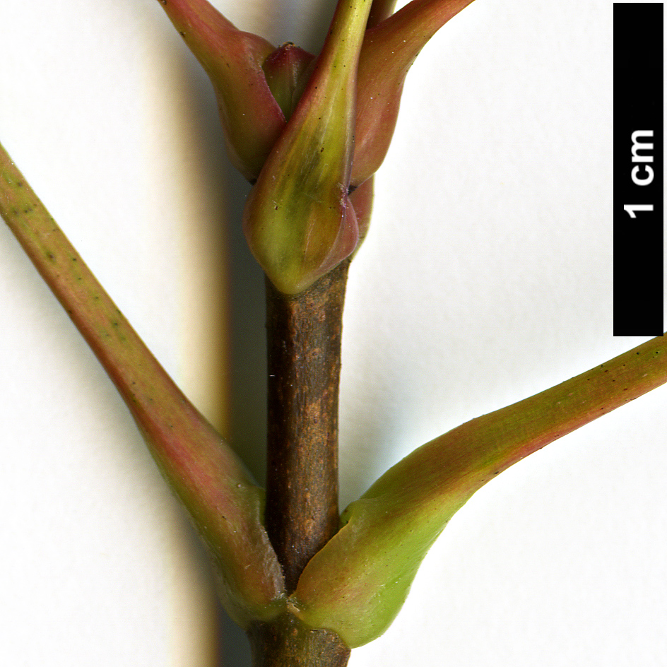 High resolution image: Family: Sapindaceae - Genus: Acer - Taxon: pictum - SpeciesSub: subsp. mono High resolution image: Family: Sapindaceae - Genus: Acer - Taxon: pictum - SpeciesSub: subsp. mono